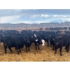 Image 4 : Kyler Unruh - 725# March Delivery Heifers - 85 Head (Dewberry, AB)