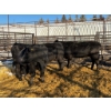 Image 1 : Crooked Creek Ranch - 3 Second Calvers (Pen 431)