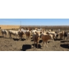 Image 3 : Ripple Rock Ranch - 720# April/May Delivery Heifers - 62 Head (Fincastle, AB)