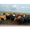 Image 5 : Clint Wilkie - 925# September Delivery Grass Heifers - 68 Head (Big Valley, AB)