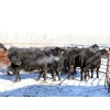 Image 2 : Right Cross Ranch - 1400# Open Cows - 42 Head (Kisbey, SK)