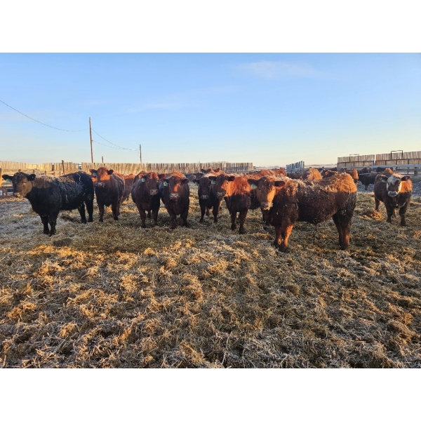 C.O. Johnson & Sons Ranches - 832# March Delivery Steers - 107 Head (Scandia, AB) VBP+