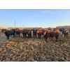 Image 1 : C.O. Johnson & Sons Ranches - 832# March Delivery Steers - 107 Head (Scandia, AB) VBP+