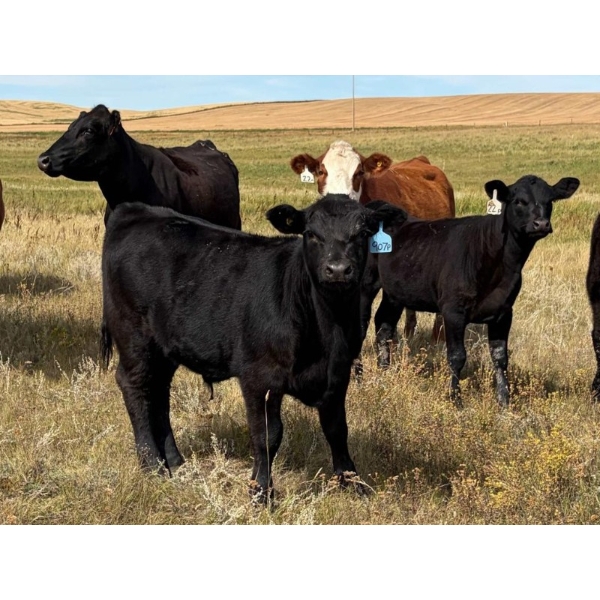 S & R Gerbrandt Farms - 570# November Delivery Steer Calves - 50 Head (Swift Current, SK) VBP+