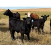 Image 1 : S & R Gerbrandt Farms - 570# November Delivery Steer Calves - 50 Head (Swift Current, SK) VBP+