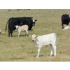Image 15 : GW Murray Ranches - 515# October Delivery Steer Calves - 115 Head (Tompkins, SK)
