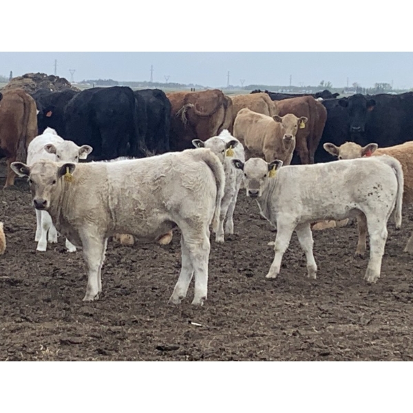 R7 Farms - 720# September Delivery Heifer Calves - 35 Head (Crossfield, AB)