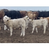 Image 1 : R7 Farms - 720# September Delivery Heifer Calves - 35 Head (Crossfield, AB)