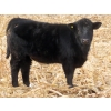 Image 16 : Sybouts Lake Farms Ltd. - 550# March Delivery Steers - 80 Head (Gladmar, SK)