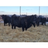 Image 6 : Graham Alexander - 5 Red Young Cows (Pen 407 - 409)