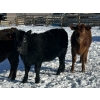 Image 7 : Reid Ranching Cremona - 650# March Delivery Heifers - 98 Head (Cremona, AB)