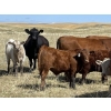 Image 2 : K Griffith Ranching - 585# November Delivery Steer Calves - 100 Head (Delia, AB)