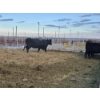 Image 3 : Stryker Cattle Co (Chad Stryker) - 2 Black Young Cows (Pen 440)