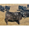 Image 7 : Stahlville Colony - 900# February Delivery Heifers - 55 Head (Rockyford, AB)