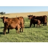 Image 3 : Terry & Dixie Viney, Garth Dorin - 700# October Delivery Steer Calves - 90 Head (Olds, AB)
