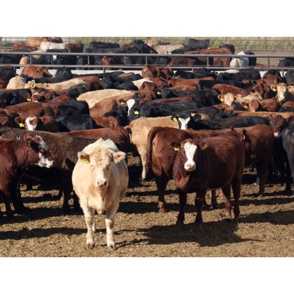 Two River Ranch - 935# Dec/Jan Delivery Heifers - 345 Head (Monarch, AB)