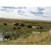 Image 3 : Circus Coulee Cattle (Robert & Jordy Hoff) - 530# November Steer Calves - 95 Head (Dorothy, AB)