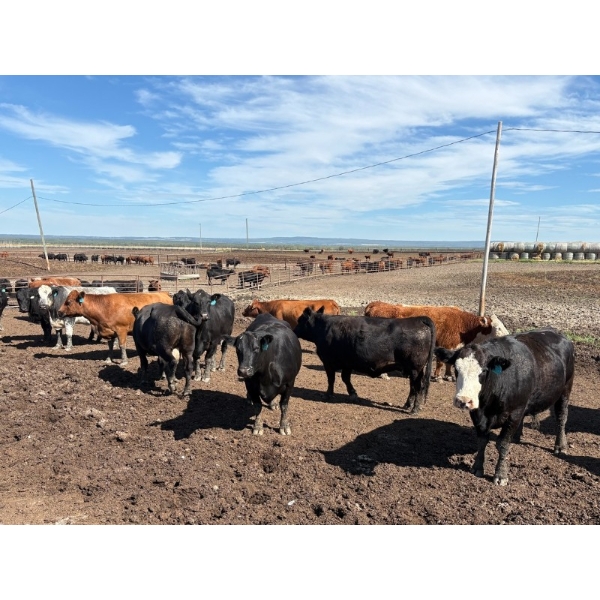 Valley View Ranch - 1675# September Delivery Cows - 38 Head (Valleyview, AB)