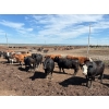Image 1 : Valley View Ranch - 1675# September Delivery Cows - 38 Head (Valleyview, AB)