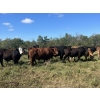 Image 7 : McIntosh Ranch - 1025# September Delivery Grass Steers - 58 Head (Eriksdale, MB)