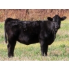 Image 3 : Johnson Livestock - 670# December Weaned Heifers - 90 Head (Peebles, SK) VBP+