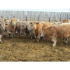 Image 8 : Lowe Ranches - 688# March Delivery Steers - 54 Head (Nanton, AB)