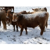 Image 6 : X Bar X Cattle Co. Ltd. - 971# March/April Delivery Steers - 64 Head (Lomond, AB)