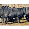 Image 7 : East Hilltop Holdings - 24 Black Maine X Angus Replacement Heifers (Carstairs, AB)
