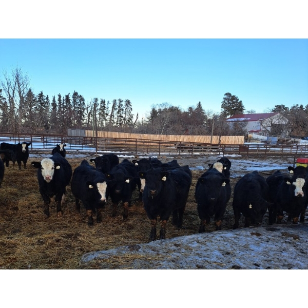 Four Harts Cattle Co. - 910# March Delivery Steers - 134 Head (Vermilion, AB)