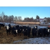 Image 1 : Four Harts Cattle Co. - 910# March Delivery Steers - 134 Head (Vermilion, AB)