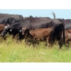 Image 10 : Calvin Rydzik - 525# November Delivery Steer Calves - 100 Head (Glenavon, SK)