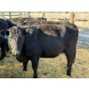 Image 2 : Lazy J Cattle Co. - 10 Second Calvers (Pen 418A)
