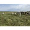 Image 4 : Malarky Farms - 12 Char/Char X Cow/Calf Pairs (Newdale, MB)