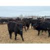 Image 2 : Peake Livestock Inc. - 750# April Delivery Heifers - 80 Head (Roblin, MB)