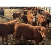 Image 3 : Van Hall Cattle Co. - 925# April Delivery Steers - 128 Head (Scandia, AB)