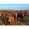 Image 4 : Rob Mossey - 940# April Delivery Steers - 132 Head (Vauxhall, AB)