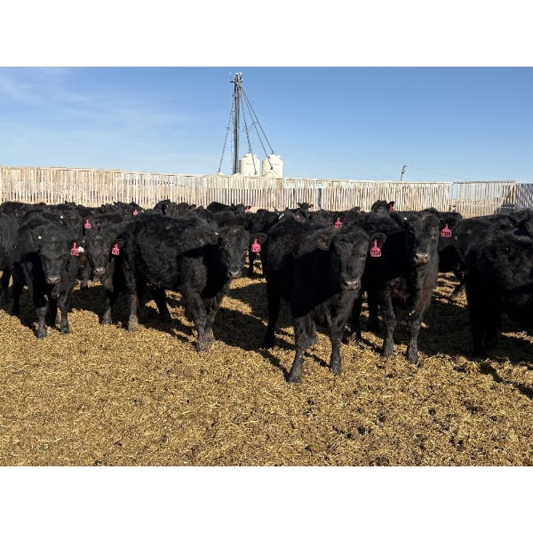 9 Bar Ranch - 600# February Delivery Heifers - 30 Head (Fincastle, AB) VBP+