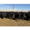 Image 1 : 9 Bar Ranch - 600# February Delivery Heifers - 30 Head (Fincastle, AB) VBP+