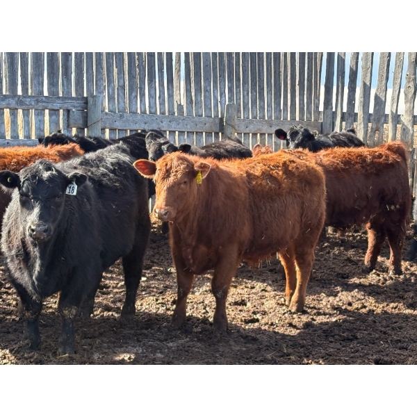 Pedersen Farms - 950# March Delivery Steers - 33 Head (Scandia, AB)