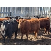 Image 1 : Pedersen Farms - 950# March Delivery Steers - 33 Head (Scandia, AB)