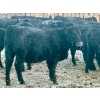 Image 6 : Blue Moon Cattle Co. - 830# March Delivery Weaned Heifers - 65 Head (Irricana, AB)