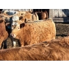 Image 4 : Bill Orlick - 800# February Delivery Heifers - 54 Head (Calmar, AB)