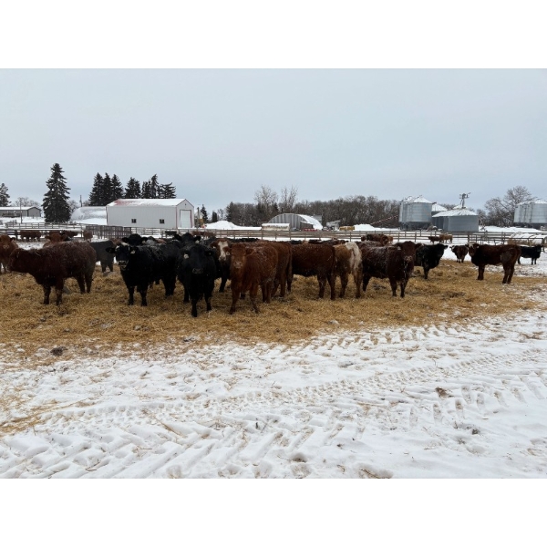 Four Harts Cattle Co. - 890# March Delivery Heifers - 70 Head (Vermilion, AB)