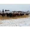 Image 1 : Four Harts Cattle Co. - 890# March Delivery Heifers - 70 Head (Vermilion, AB)