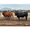 Image 3 : Luke & Jen Smith - 675# July Delivery Heifers - 170 Head (Rein, SK)