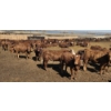 Image 3 : Cattlewood Farms Ltd. - 870# May Delivery Heifers - 280 Head (Vauxhall, AB)