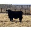 Image 9 : Hawk Ranching - 970# March Delivery Steers - 65 Head (Nanton, AB)
