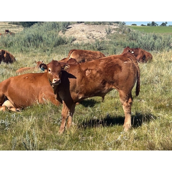 Twisted K Limousin - 540# October Delivery Steer Calves - 40 Head (Byemoor, AB)
