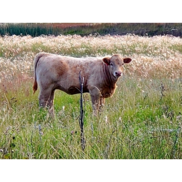 Dan & Jolene Fremlin - 565# October Delivery Heifer Calves - 40 Head (70 Mile House, BC)