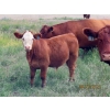 Image 10 : Leonard Lundquist & Andrew Ranching - 660# October Steer Calves - 95 Head (Rolling Hills, AB)